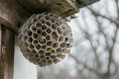 Nid de mouche abandonné accroché sous l'avant-toit d'une maison en bois, structure hexagonale détaillée visible au printemps